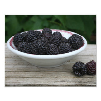 Garden Fresh Black Raspberries in Bowl Photo Print