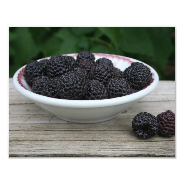 Garden Fresh Black Raspberries in Bowl Photo Print (Front)