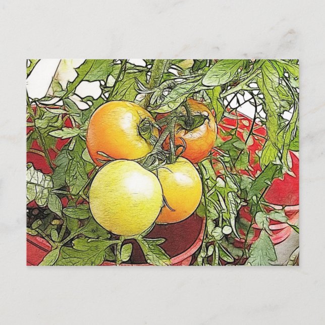 Garden Fresh Heirloom Tomatoes Postcard (Front)