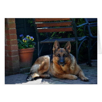 garden, german shepherd, dog cards