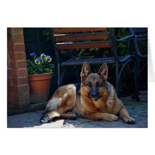 garden, german shepherd, dog cards (Front Horizontal)
