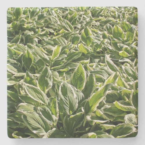 Garden Green Leaf Cute Fathers Day Weddings Gifts Stone Coaster