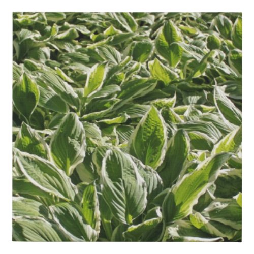 Garden Green White Hosta Plants Botanical Prints