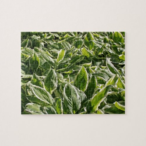 Garden Green White Hosta Plants Summer Spring 2020 Jigsaw Puzzle