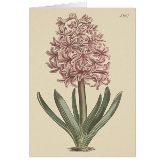 Garden Hyacinth Botanical Illustration Cards (Front)