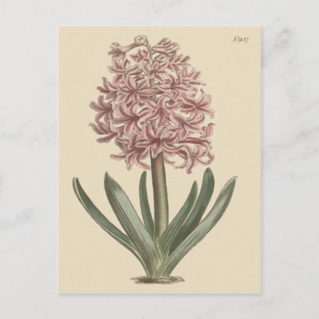 Garden Hyacinth Botanical Illustration Postcard (Front)