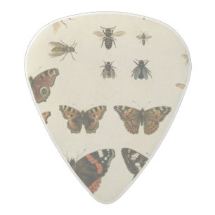 Garden Insects by Vision Studio Acetal Guitar Pick
