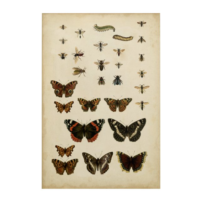 Garden Insects by Vision Studio Acrylic Print (Front)