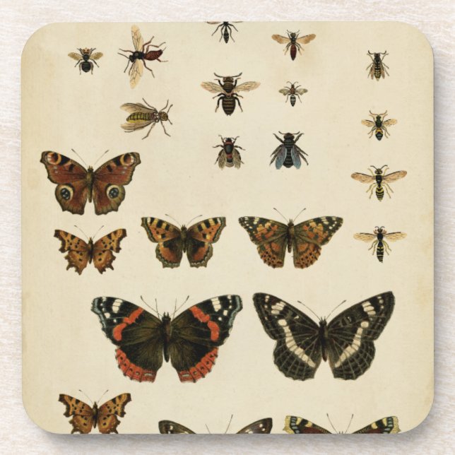 Garden Insects by Vision Studio Beverage Coaster (Front)
