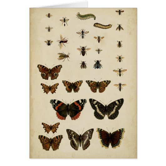 Garden Insects by Vision Studio Cards (Front)