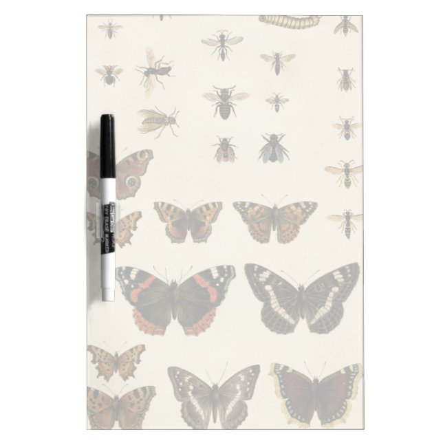 Garden Insects by Vision Studio Dry-Erase Board (Front)