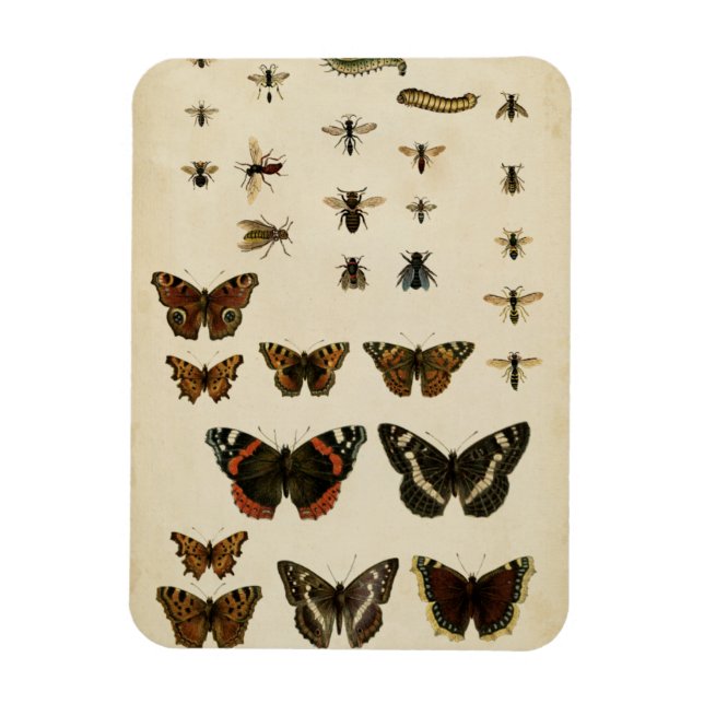 Garden Insects by Vision Studio Magnet (Vertical)