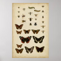 Garden Insects by Vision Studio
