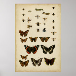 Garden Insects by Vision Studio Poster