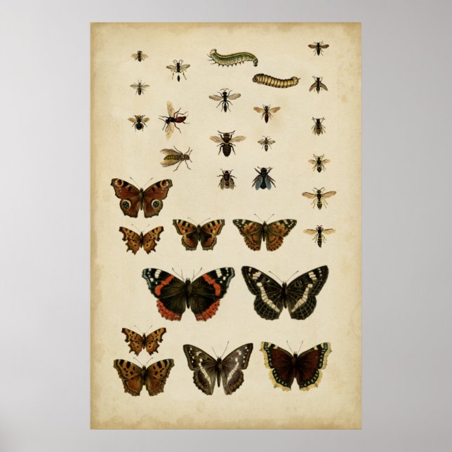 Garden Insects by Vision Studio Poster (Front)