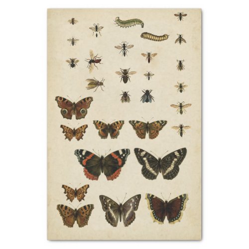 Garden Insects by Vision Studio Tissue Paper