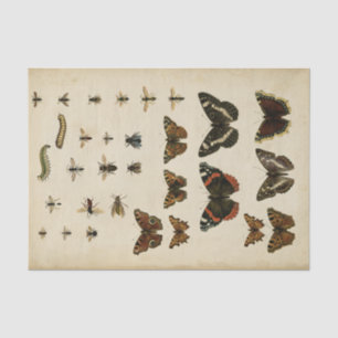 Garden Insects by Vision Studio Tissue Paper