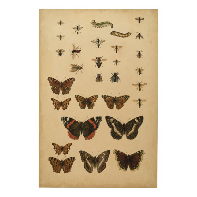 Garden Insects by Vision Studio Wood Wall Art (Front)