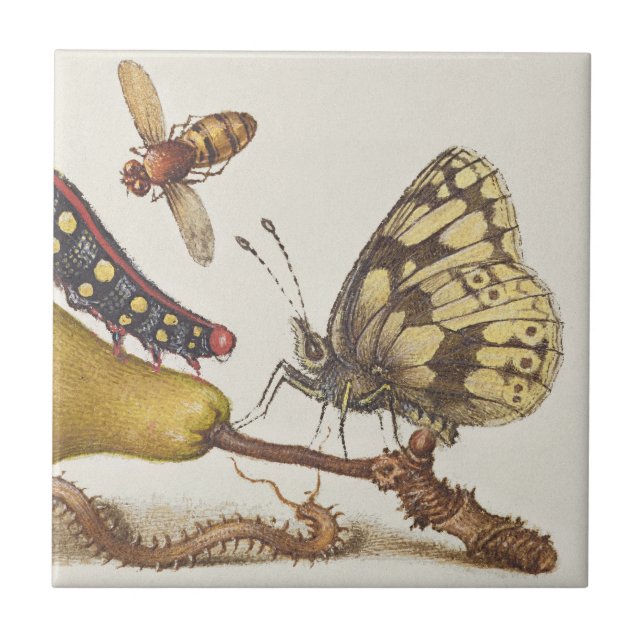 Garden Insects, Fly, Caterpillar, Pear, Centipede Ceramic Tile (Front)