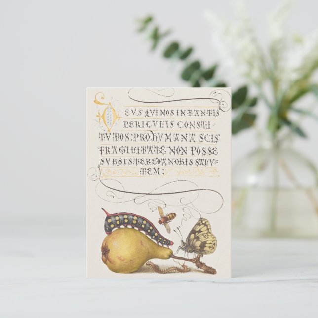 Garden Insects, Fly, Caterpillar, Pear, Centipede Postcard (Standing Front)
