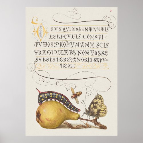 Garden Insects, Fly, Caterpillar, Pear, Centipede Poster