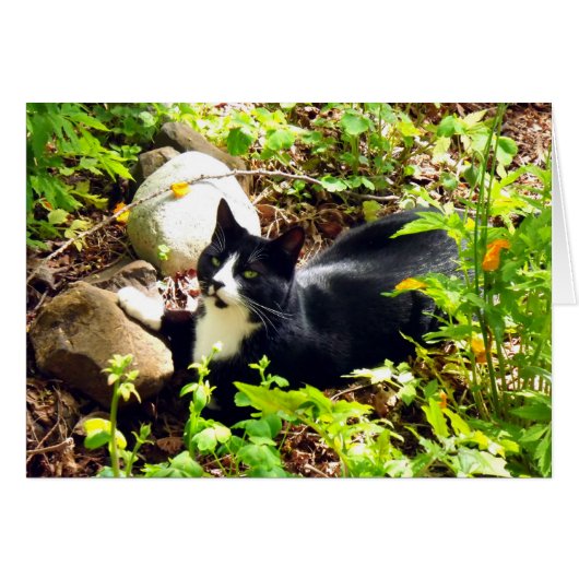 Garden Kitty (Front Horizontal)