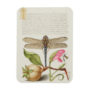 Garden life, Dragonfly, Pear, Carnation and Insect Magnet