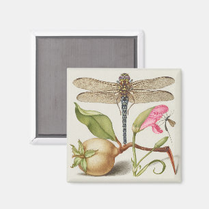 Garden life, Dragonfly, Pear, Carnation and Insect Magnet
