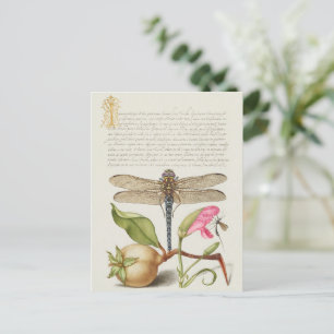 Garden life, Dragonfly, Pear, Carnation and Insect Postcard