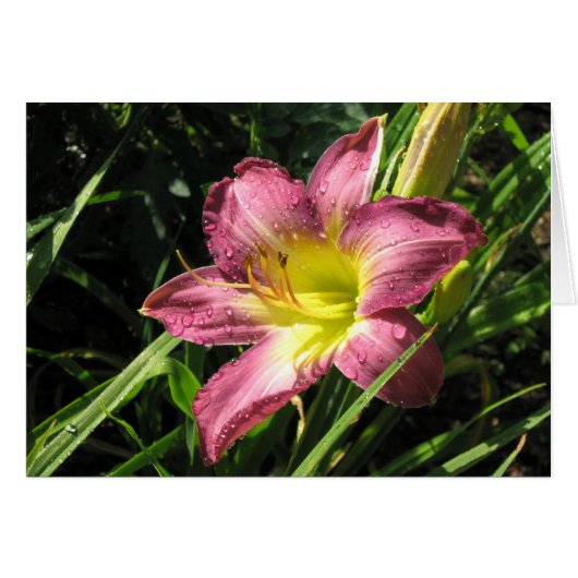 Garden Lily Cards (Front Horizontal)
