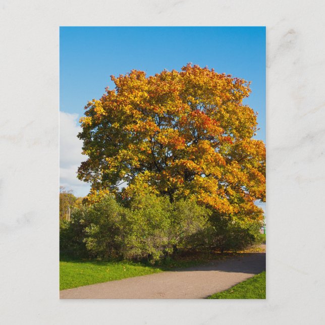 Garden Maple, St.Petersburg Russia Postcard (Front)