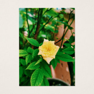 Garden Miniature Yellow Rose Profile Card