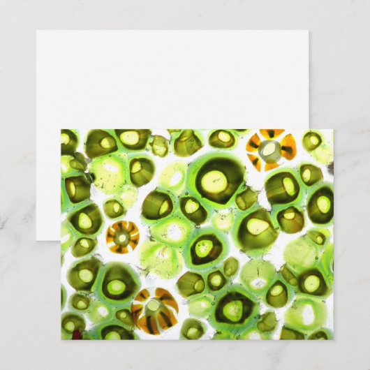 garden no. 11 (Front/Back)