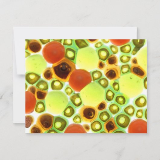 garden no. 2 (Front)