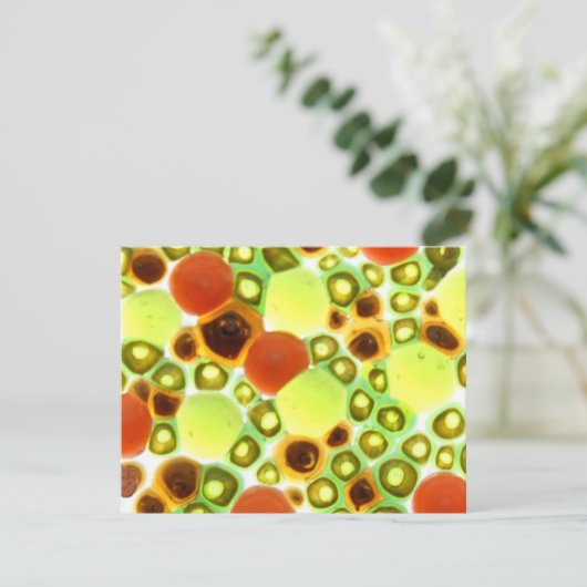 garden no. 2 (Standing Front)