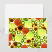 garden no. 2 (Front/Back)