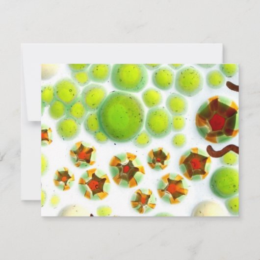 garden no. 7 (Front)