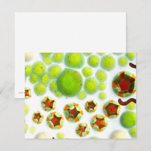 garden no. 7 (Front/Back)