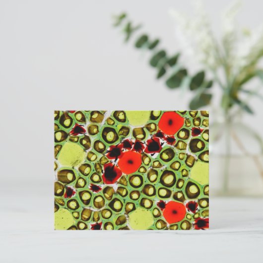 garden no.9 (Standing Front)