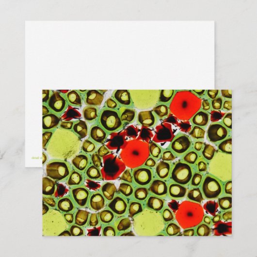 garden no.9 (Front/Back)