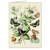 Garden of Butterflies and Flowers (Front)