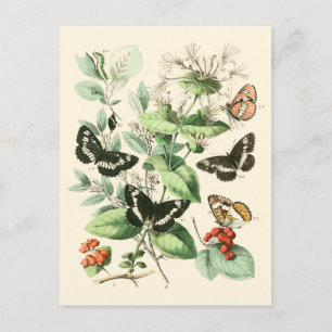 Garden of Butterflies and Flowers Postcard