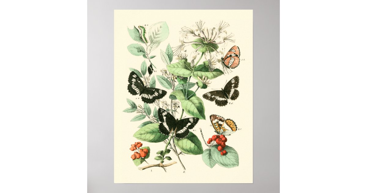 Garden of Butterflies and Flowers Poster | Zazzle