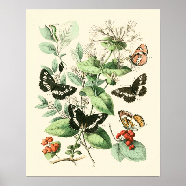 Garden of Butterflies and Flowers Poster (Front)