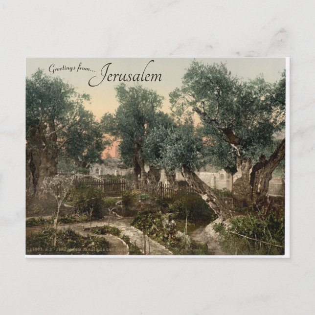 Garden of Gethsemane Jerusalem Postcard (Front)