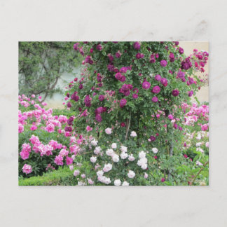 Garden of Roses Postcard