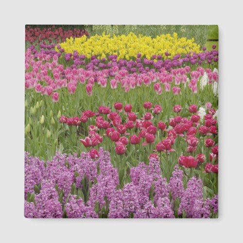 Garden of tulips daffodils and hyacinth magnet