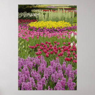 Garden of tulips, daffodils, and hyacinth poster