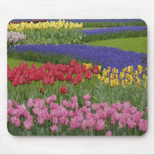 Garden of tulips, Grape Hyacinth and Mouse Pad