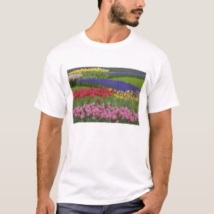 Garden of tulips, Grape Hyacinth and T-Shirt
